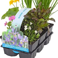 Bloeiende Vijverplanten Mix | In Thema Sixpack