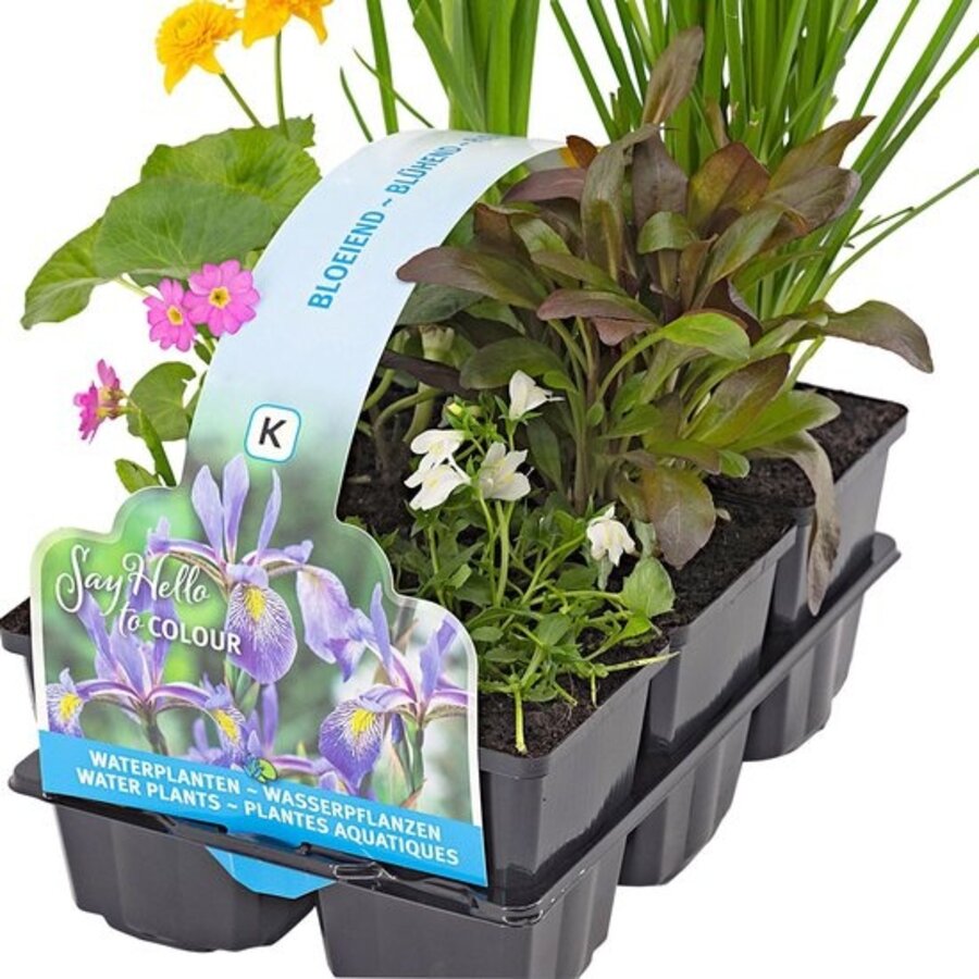 Bloeiende Vijverplanten Mix | In Thema Sixpack