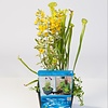 Mix Waterplanten | In 18CM Mand