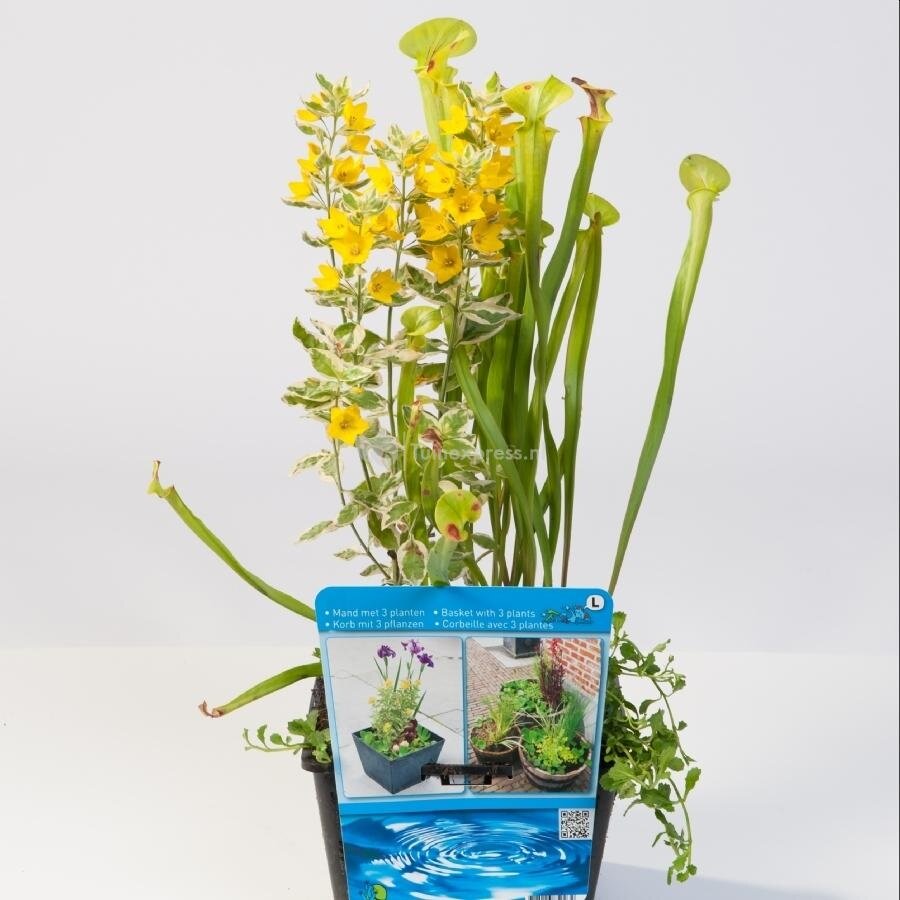 Mix Waterplanten | In 18CM Mand