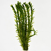 Elodea densa | Waterpest | In Beker