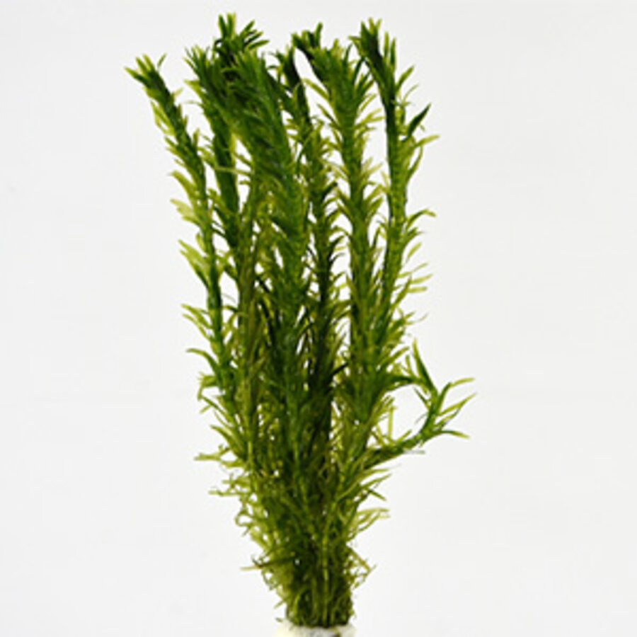 Elodea densa | Waterpest | In Beker