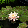 Nymphaea Mangkala Ubol | Waterlelie | In 11CM pot