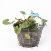 Standaard Witte Waterlelie | In 40CM mand