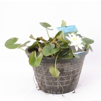 Standaard Witte Waterlelie | In 40CM mand