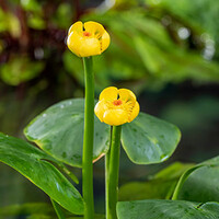 Nuphar Lutea | Gele plomp | In 11CM pot