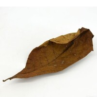 Dry Almond Leaves | Catappa bladeren 15–30 cm | natuurlijk bladstrooisel voor zwartewateraquarium