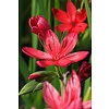 Schizostylis Coccinea Major | Moerasgladiool | In 18CM Mand Kant en Klaar