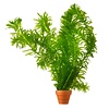 Elodea Densa | Waterpest | in Terracotta Beker