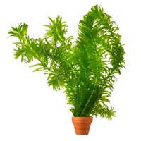 Elodea Densa | Waterpest | in Terracotta Beker