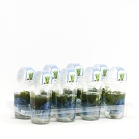 Zuurstofplanten mix | In Beker Medium