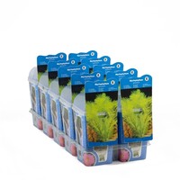 Myriophyllum Spicatum | Aarvederkruid | In P9 Pot Geleverd in Beker