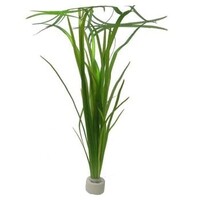 Vallisneria Spiralis | Rechte Vallisneria |  In P9 Pot Geleverd in Beker