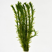 Elodea densa | Waterpest | In Net