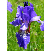 Iris Pseudacorus Blue | Blauwe Iris | In 9CM pot