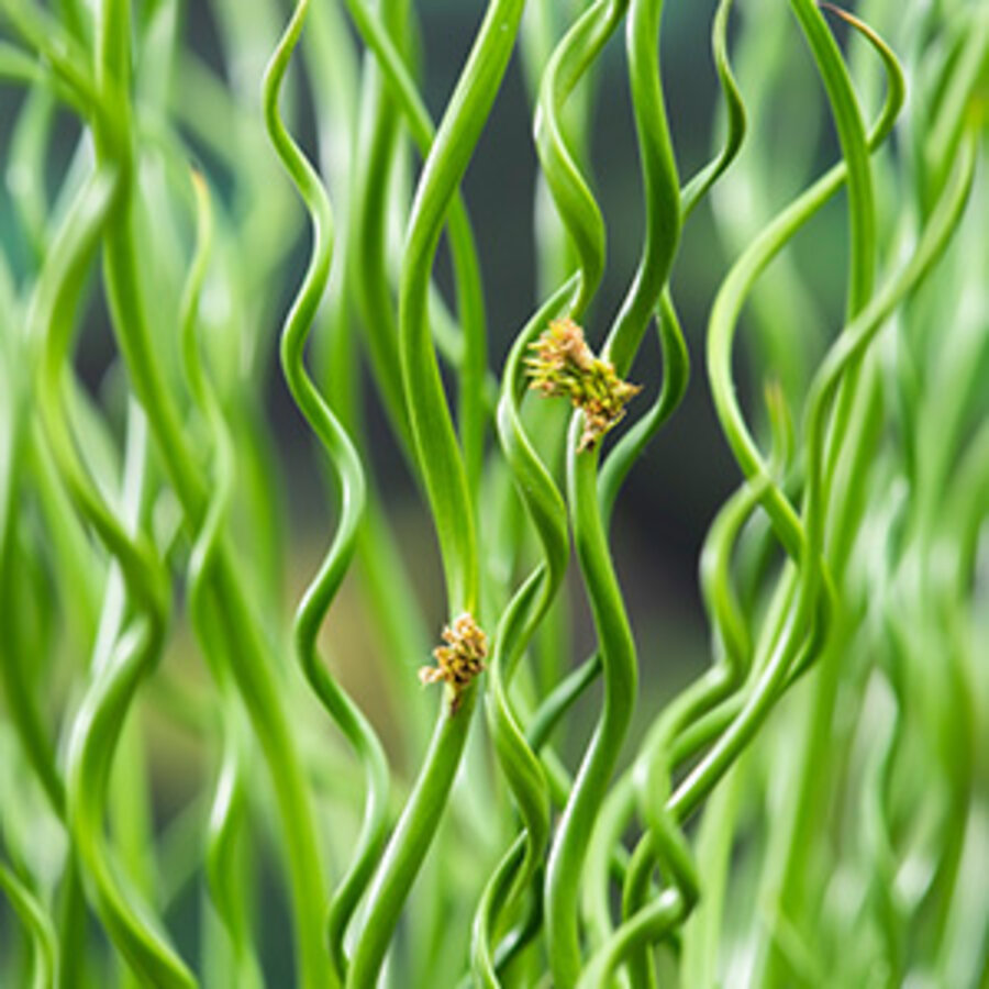 Juncus  Spiralis | Krul Pitrus | In Terracotta Pot