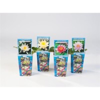 Waterlelies | In Beker