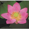 Nelumbo Pygmaea Red | Rode Lotus | In 3L Mand