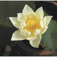 Nelumbo Pygmaea White | Witte Lotus | In 3L Mand