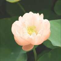 Nelumbo Pygmaea Cream | Cream Lotus | In 3L Mand