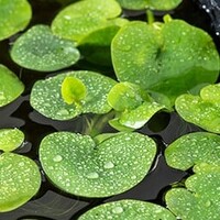 Limnobium Spongia | Amerikaanse kikkerbeet | Los