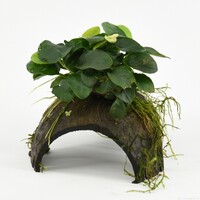 Halve Cocosnoot Met Anubias