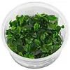 Bucephalandra Sp Green | In 100CC vitro cup