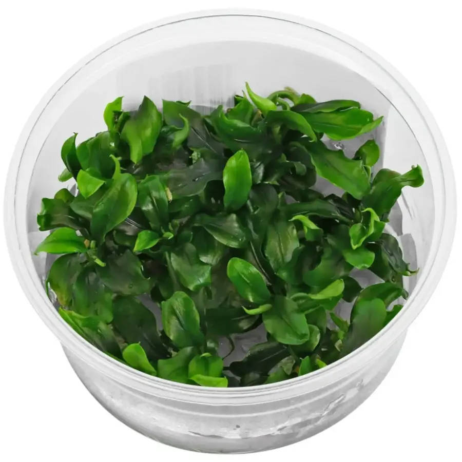 Bucephalandra Sp Green | In vitro cup