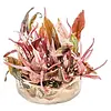 Cryptocoryne Flamingo | In 100CC vitro cup