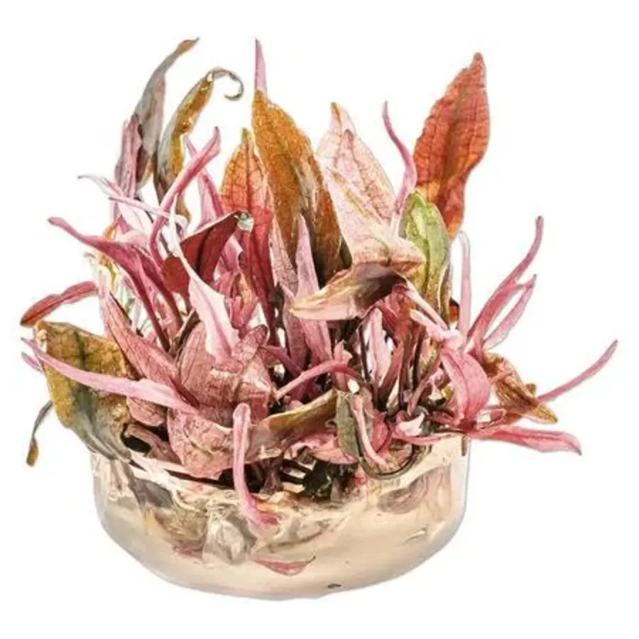 Cryptocoryne Flamingo | In 100CC vitro cup