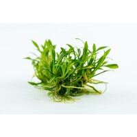Cryptocoryne Parva | In vitro cup