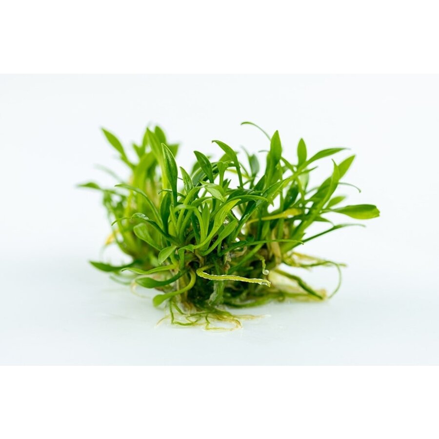 Cryptocoryne Parva | In vitro cup