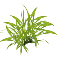 Enchinodorus Tenellus | In vitro cup