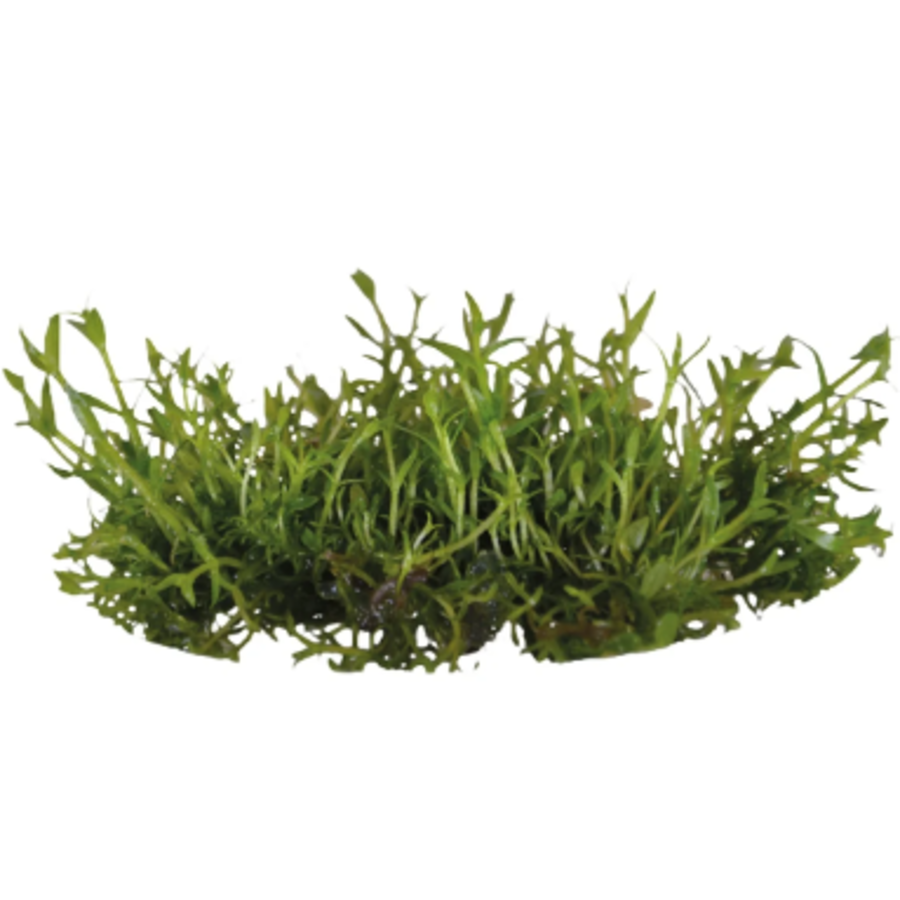 Gratiola Viscidula | Kleverig Zeggekruid | In 100CC vitro cup