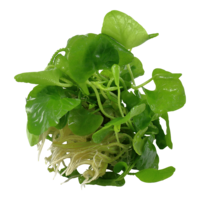 Nymphoides Taiwan | In vitro cup