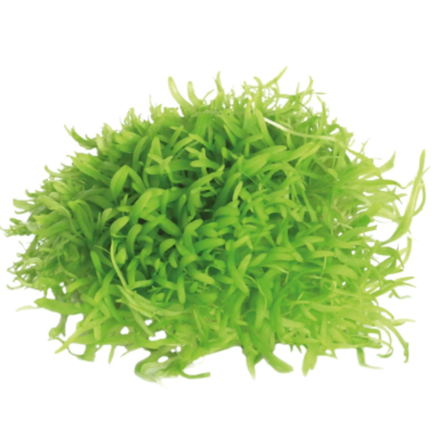 Utricularia Graminifolia | In 80CC vitro cup