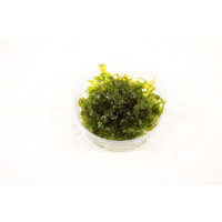 Lomariopsis Lineata | In vitro Cup