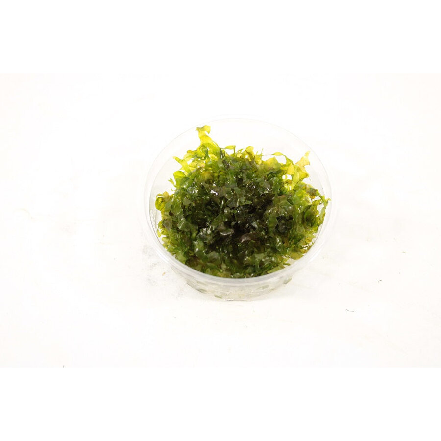Lomariopsis Lineata | In vitro Cup