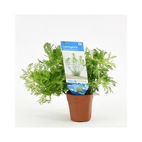 Limnophila Sessiliflora | Dwerg Ambulia | Terracotta ring