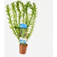 Elodea Densa | Waterpest | In Terracotta Ring