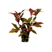 Alternanthera Cardinalis | In 5 cm pot