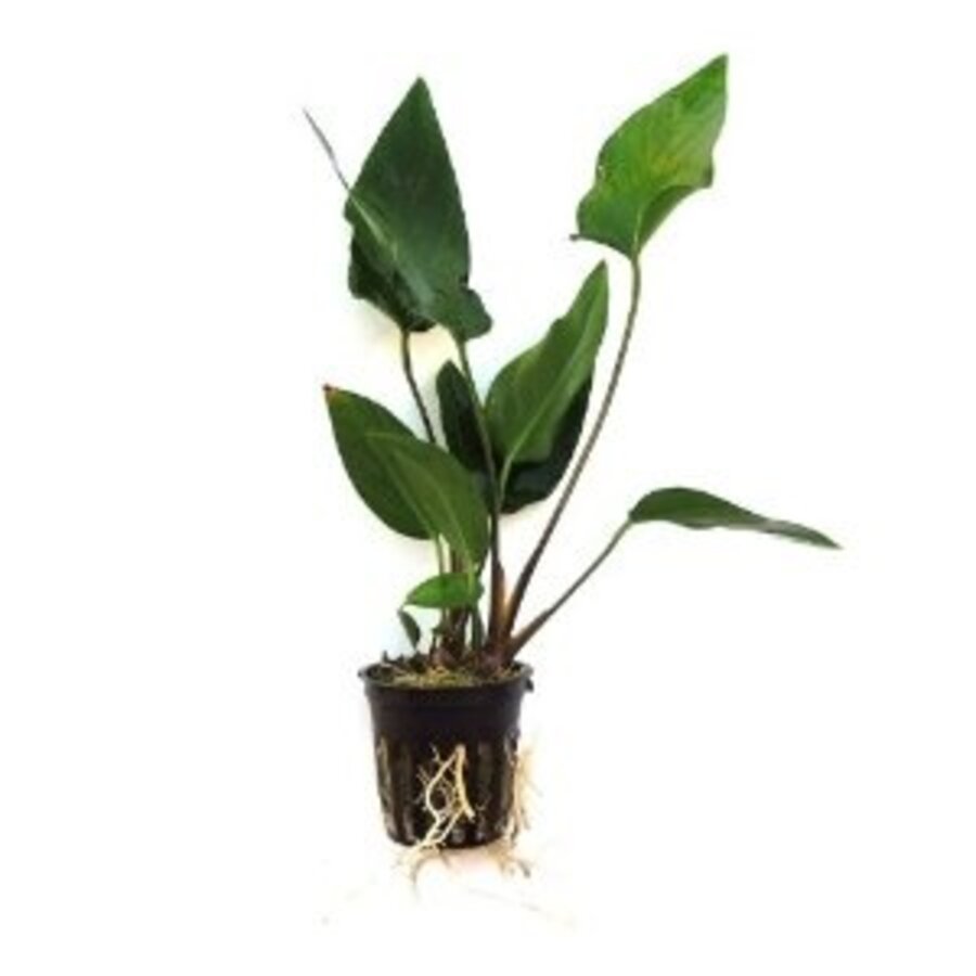 Anubias Hastifolia | Hartvormig reuzenspeerblad | In 5 cm pot