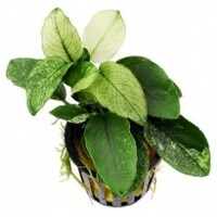 Anubias Nana Pinto | Dwergspeerblad | In 5 cm pot