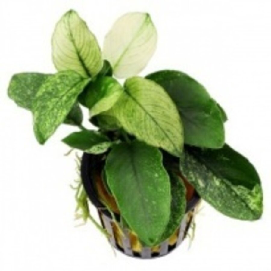 Anubias Nana Pinto | Dwergspeerblad | In 5 cm pot