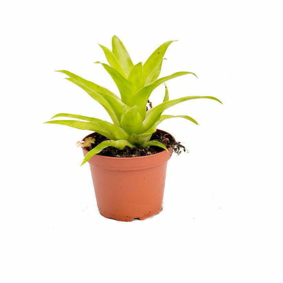 Catopsis Bromelia | In 5 cm pot