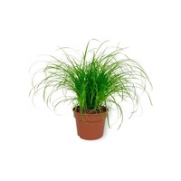 Cyperus Zumula | Kattengras | In 5 cm pot