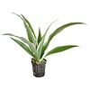 Dracaena Sanderiana Wit | In 9CM pot