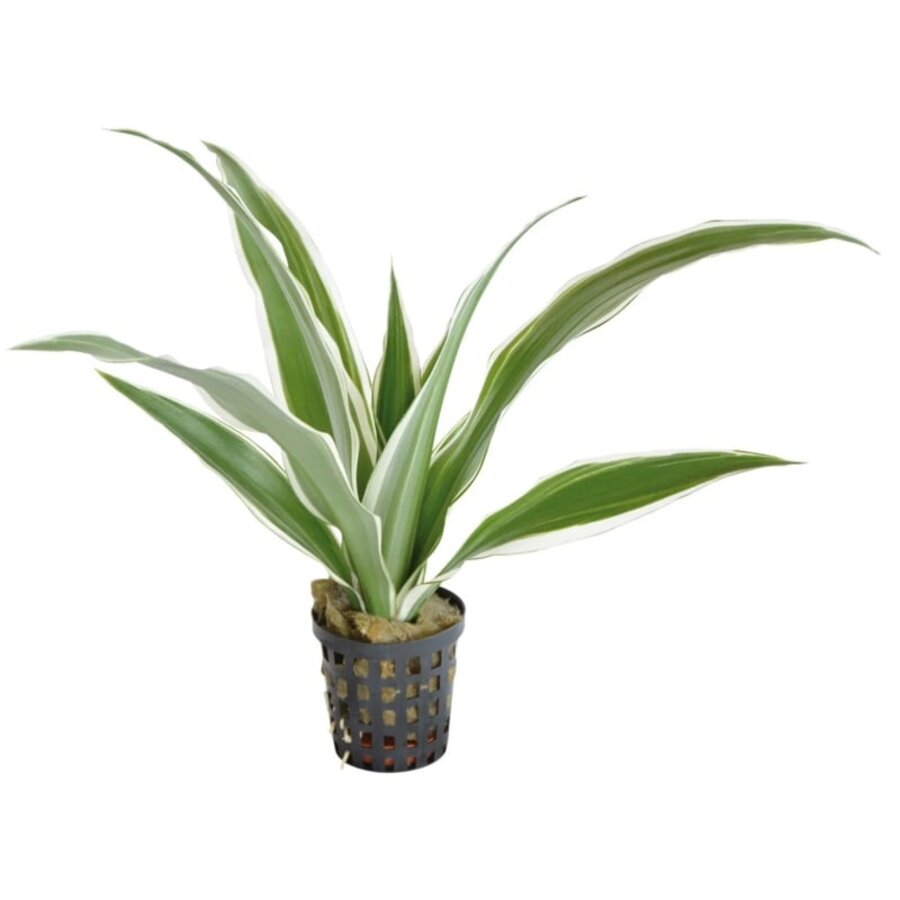 Dracaena Sanderiana Wit | In 9CM pot