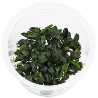 Bucephalandra Brownie Ghost | In vitro cup