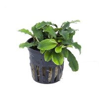 Bucephalandra Wavy Green | In vitro cup